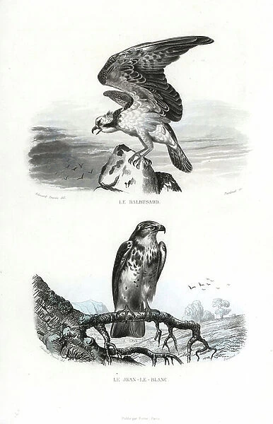 Osprey, Pandion haliaetus, and short-toed snake eagle. Circaetus gallicus. Handcoloured engraving on steel by Fournier after a drawing by Edouard Travies from Richard's 'New Edition of the Complete Works of Buffon, ' Pourrat Freres, Paris, 1837