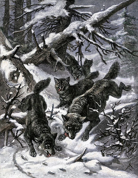 A pack of hungry wolves smelling a trail in a snow-covered forest. Colour engraving after a 19th century illustration