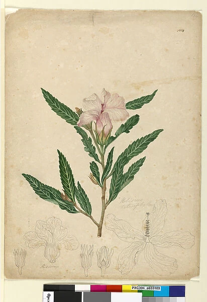 Page 104. Hibiscus heterophyllus, c. 1803-06 (w  /  c, pen, ink and pencil)