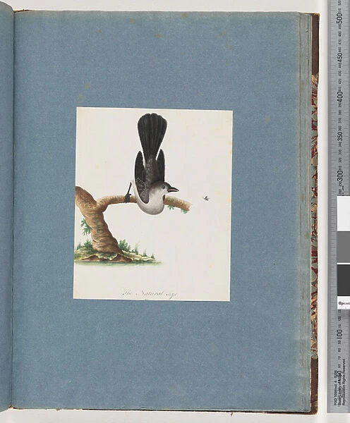 Page 107. Unidentified Bird (w  /  c on paper)
