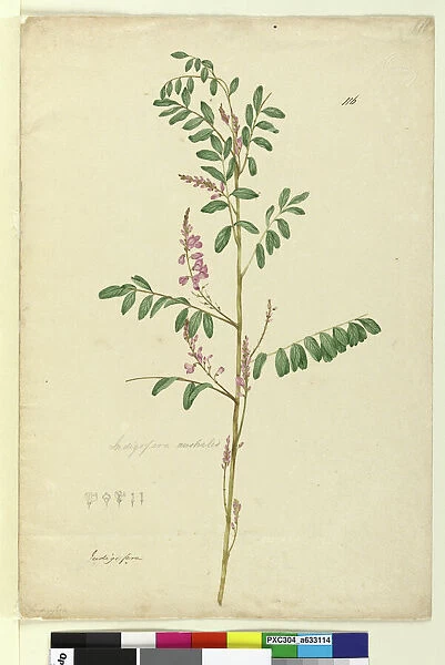 Page 116. Indigofera australis, c. 1803-06 (w  /  c, pen, ink and pencil)