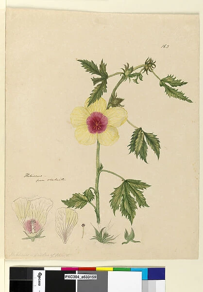 Page 163. Hibiscus, c. 1803-06 (w  /  c, pen, ink and pencil)