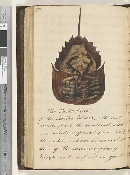 Page 195. The Violet Crab, 1810-17 (w  /  c & manuscript text)