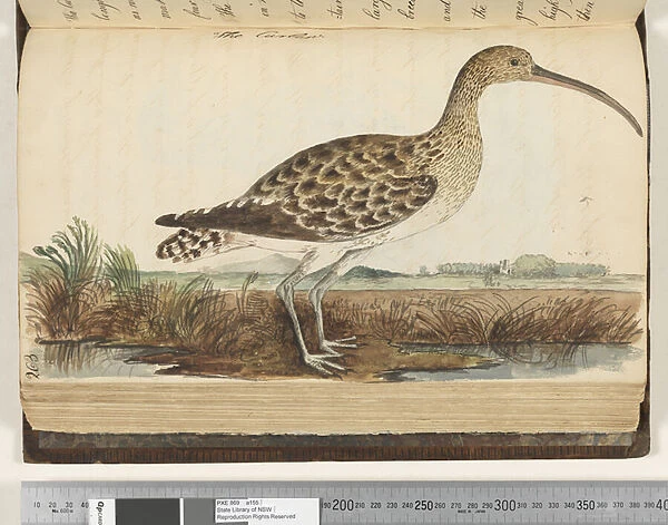 Page 263. The Curlew, 1810-17 (w  /  c & manuscript text)
