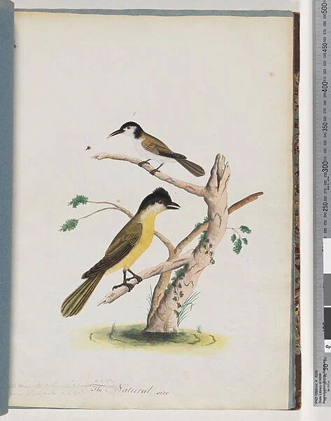 Page 37. 1. Unidentified bird. Agile Honeyeater. Black-Headed Creeper (Watling 185  /  106)