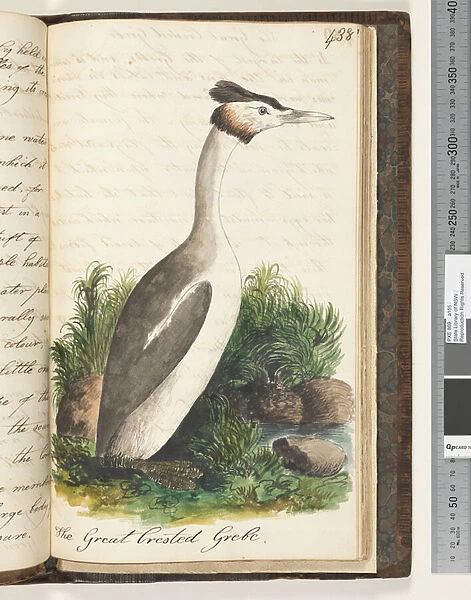 Page 438. The Great Crested Grebe, 1810-17 (w  /  c & manuscript text)