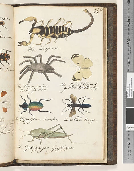 Page 448. The Scorpion;the Armenian Bird Spider;the Black tipped Yellow Butterfly;the Glossy Green Carabus;the Caerulian Savage;the Ephippiger Grasshopper, 1810-17 (w  /  c & manuscript text)