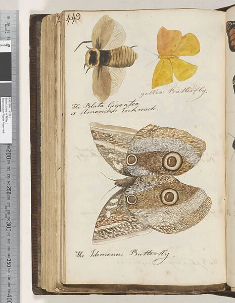 Page 449. The Blata Gigantea or American Cockroach;yellow Butterfly;the Idomenus Butterfly, 1810-17 (w  /  c & manuscript text)