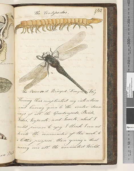 Page 452. The Centipedes;the Bronze d Winged Dragon Fly, 1810-17 (w  /  c & manuscript text)