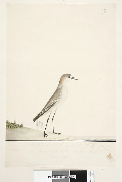 Page 88. Charadrius. below frame line in different hand This bird runs on the ground like