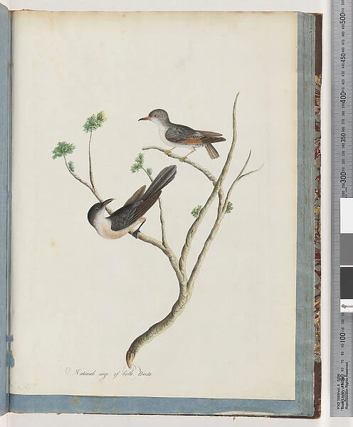 Page 94. Unidentified birds (w  /  c on paper)