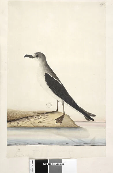 Page 96. Bird of Norfolk Island (natural size). at lower left in different hand