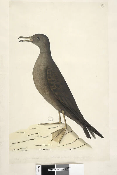 Page 97. Bird of Norfolk Island commonly called the mutton bird, drawn natural size Wedge