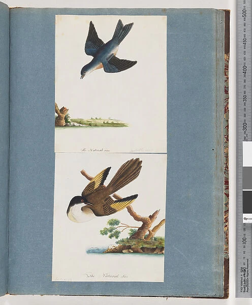 Page 97. Unidentified Birds (w  /  c on paper)