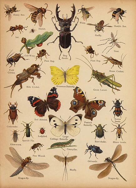 Page from The Little Folks Picture Natural History, c 1900 (chromolitho)