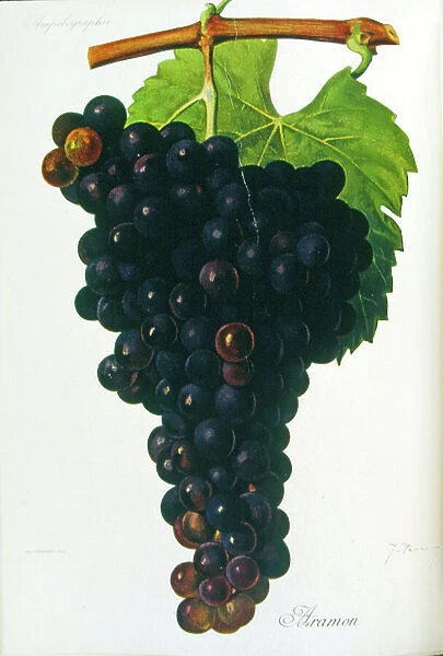 Painted illustration of grapes from a viniculture manual (French), 1905
