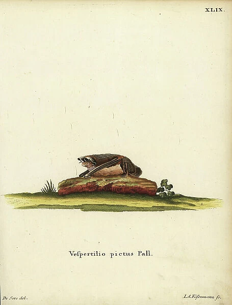 Painted woolly bat, Kerivoula picta. Vespertilio pictus Linn. Handcoloured copperplate engraving by Jakob Andreas Eisenmann after an illustration by Jacques de Seve