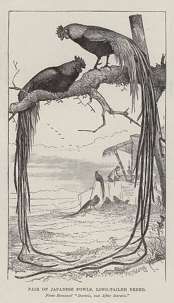 Pair of Japanese Fowls, Long-Tailed Breed (engraving)