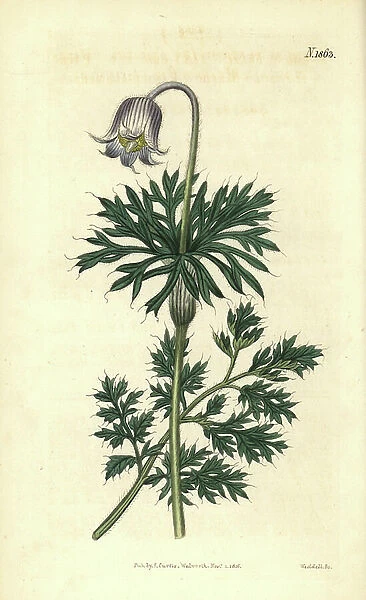 Pale-flowered meadow pasque-flower, Anemone pratensis obsoleta. Handcoloured botanical engraving by Weddell from John Sims Curtis's Botanical Magazine, Couchman, London, 1816