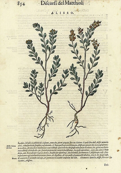 Pale madwort or yellow alyssum, Alyssum alyssoides. Handcoloured woodblock print by Wolfgang Meyerpick after an illustration by Giorgio Liberale from Pietro Andrea Mattioli's Discorsi di P.A