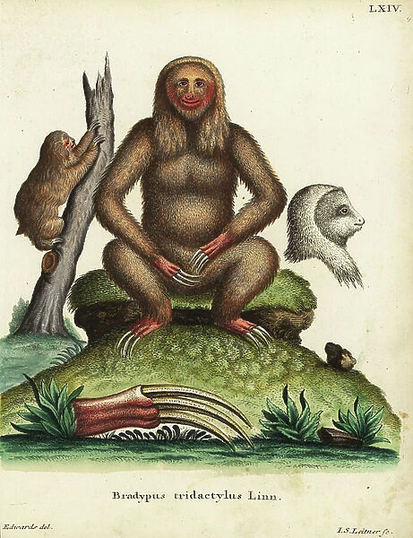 Pale-throated three-toed sloth, Bradypus tridactylus Linn. Handcoloured copperplate engraving by Johann Sebastian Leitner after an illustration by George Edwards from Johann Christian Daniel Schreber's Animal Illustrations after Nature