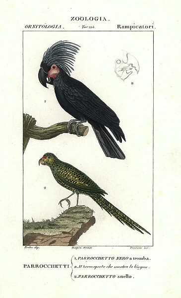 Palm cockatoo and ground parrot
