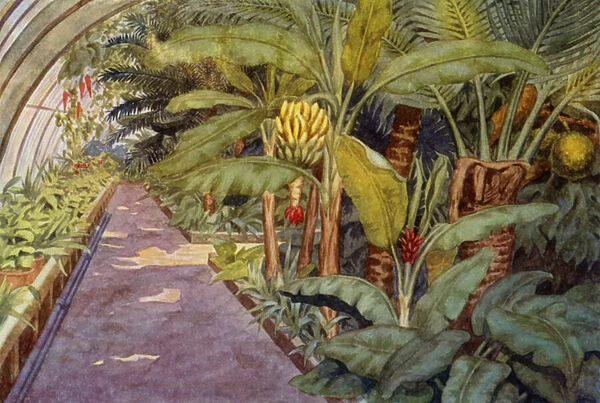 The palm house (colour litho)