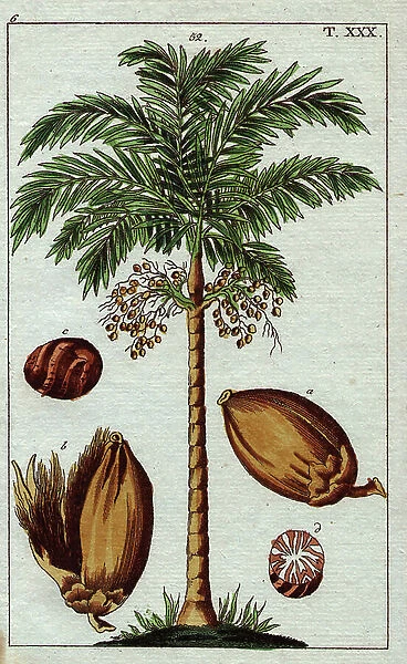 Palm tree areca with its fruits, arec nuts (or betel nuts). Areca palm tree with fruit, areca nut. Areca catechu. Handcolored copperplate engraving from G. T