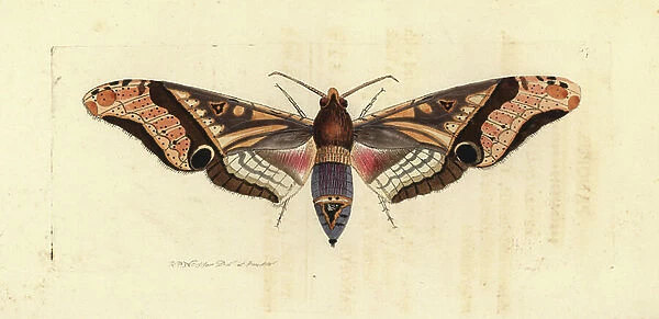 Panopus hawk-moth, Amplypterus panopus (Panopus moth, Sphinx panopus). Illustration drawn and engraved by Richard Polydore Nodder. Handcoloured copperplate engraving from George Shaw and Frederick Nodder's The Naturalist's Miscellany, London, 1804