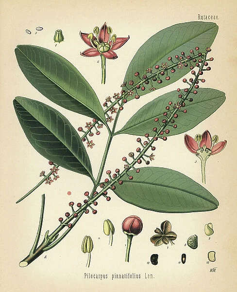 Paraguay jaborandi, Pilocarpus pennatifolius. Chromolithograph after a botanical illustration by Walther Muller from Hermann Adolph Koehler's Medicinal Plants, edited by Gustav Pabst, Koehler, Germany, 1887