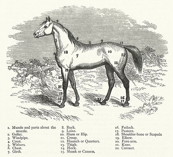 Parts of the Horse (engraving)