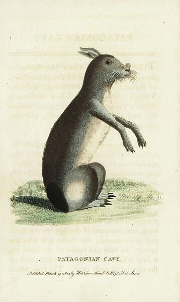 Patagonian cavy or Patagonian mara, Dolichotis patagonum. (Cavia magellanica) Handcoloured copperplate engraving from ' The Naturalist's Pocket Magazine, ' Harrison, London, 1800