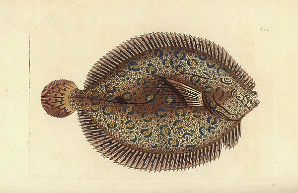 Peacock flounder, Bothus lunatus (Argus flounder, Pleuronectes argus). Illustration drawn and engraved by Richard Polydore Nodder. Handcoloured copperplate engraving from George Shaw and Frederick Nodder's The Naturalist's Miscellany, London, 1806