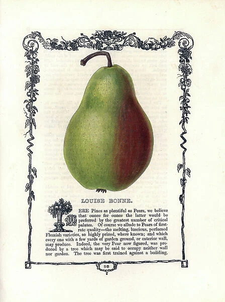 Pear Louise Bonne. Lithograph by Benjamin Maund (1790-1863) published in The Fruitist, London, England, 1850. Louise Bonne pear, Pyrus communis, within a Della Robbia ornamental frame with text below