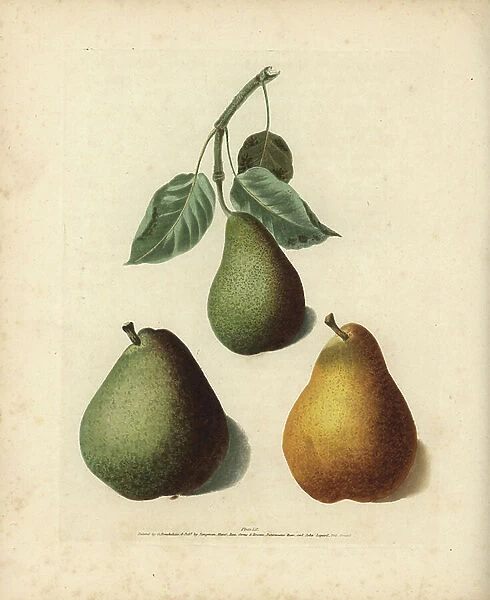 Pear varieties, Pyrus communis: Bishop's Thumb, and two types of Chaumontelle. Handcoloured stipple engraving of an illustration by George Brookshaw from his own ' Pomona Britannica, ' London, Longman, Hurst, etc. 1817