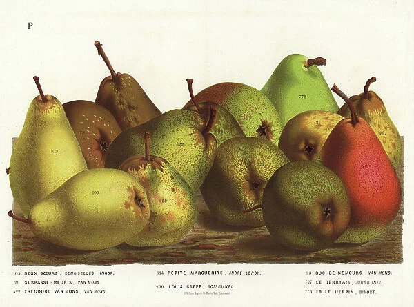 Pear varieties, Pyrus communis: Deux Soeurs, Surpasse-Meuris, Theodore van Mons, Petite Marguerite, Louis Cappe, Duc de Nemours, Le Berryais and Emile Herpin