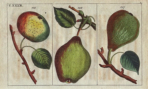 Pear varieties, Pyrus communis: Summer Bergamot 105, Grey Butter 106, and long mouth-water pear 107