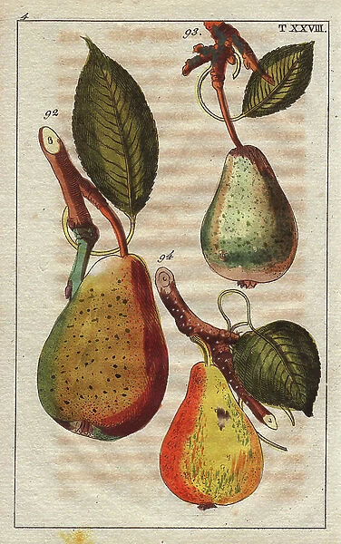 Pear varieties, Pyrus communis: Summer Muscat 92, Muscat 93, Sommerkonigbirn 94