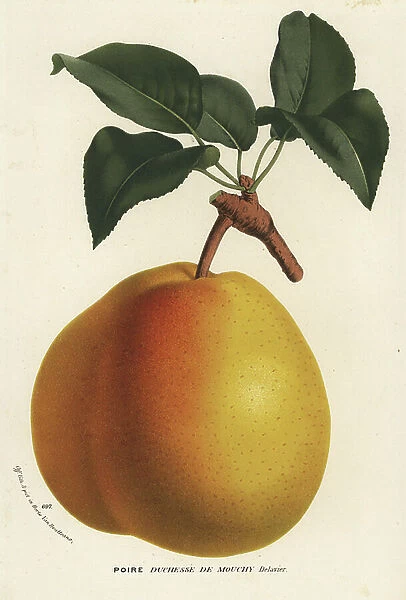 Pear variety, Duchess of Mouchy, Pyrus communis. Handcoloured lithograph from Louis van Houtte and Charles Lemaire's Flowers of the Gardens and Hothouses of Europe, Flore des Serres et des Jardins de l'Europe, Ghent, Belgium, 1867-1868