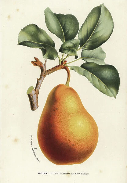 Pear variety, Jules d'Airoles, Pyrus communis. Handcoloured lithograph from Louis van Houtte and Charles Lemaire's Flowers of the Gardens and Hothouses of Europe, Flore des Serres et des Jardins de l'Europe, Ghent, Belgium, 1867-1868