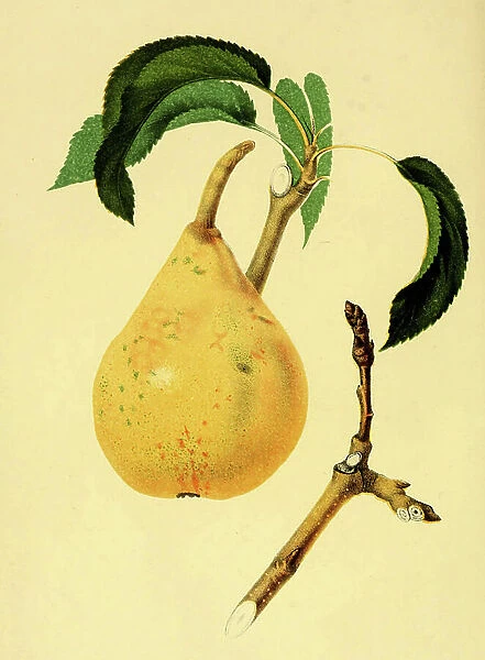 Pear of the Vicompte de Spoelberch Pear variety, digitally prepared reproduction of a watercolour drawing from 1856