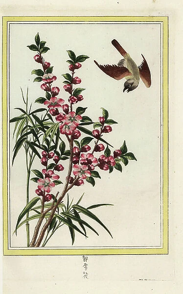 The Pecher of China. Peach blossom, Prunus persica. Handcoloured etching from Pierre Joseph Buchoz Precious and illuminated collection of the most beautiful and curious flowers, grown both in the gardens of China and in those of Europe, Paris, 1776