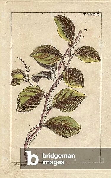 Pepper branch, Piper obtusifolium