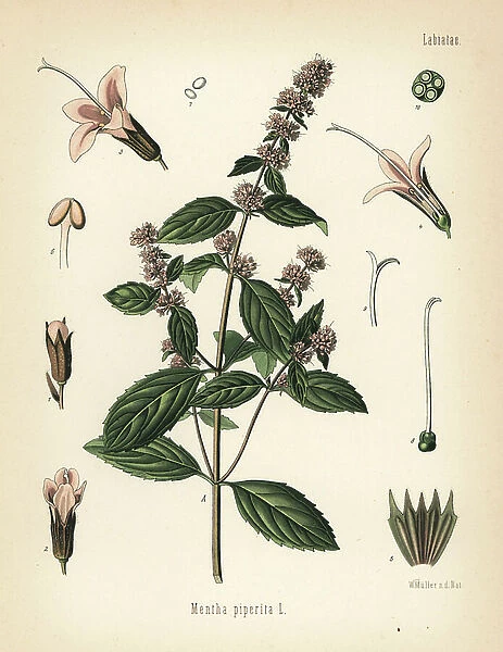 Peppermint, Mentha piperita. Chromolithograph after a botanical illustration by Walther Muller from Hermann Adolph Koehler's Medicinal Plants, edited by Gustav Pabst, Koehler, Germany, 1887