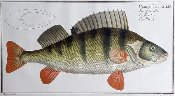 Perch: published by Black, c. 1790 (print)