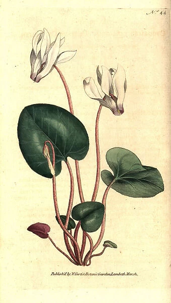 Persian cyclamen or cyclamen florists - Persian cyclamen, Cyclamen persicum. Handcolured copperplate engraving after a botanical illustration by James Sowerby from William Curtis The Botanical Magazine, Lambeth Marsh, London, 1787