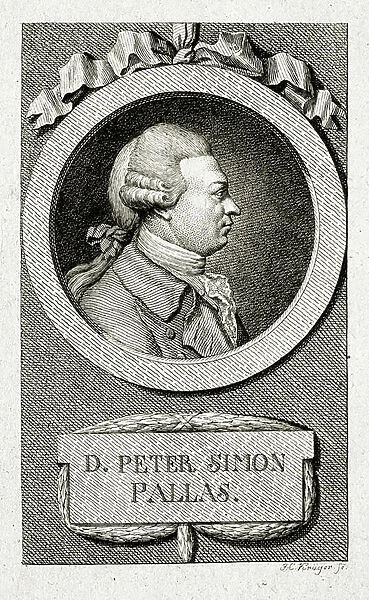Peter Simon Pallas. (1741 - 1811) (Line engraving)