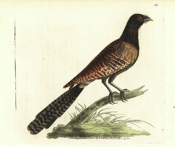 Pheasant coucal, Centropus phasianinus (Polophilus phasianus). Handcoloured copperplate engraving drawn and engraved by Richard Polydore Nodder from William Elford Leach's Zoological Miscellany, McMillan, London, 1814