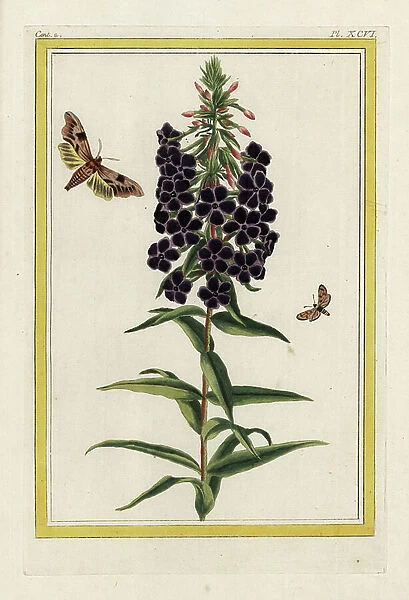 The Phlox. Garden phlox, Phlox paniculata. Handcoloured etching from Pierre Joseph Buchoz Precious and illuminated collection of the most beautiful and curious flowers, grown both in the gardens of China and in those of Europe, Paris, 1776