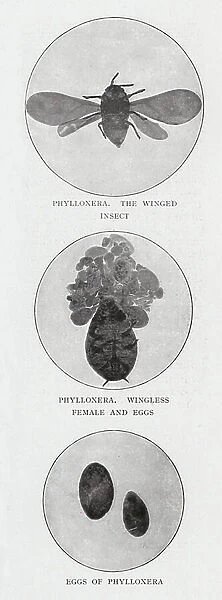 Phylloxera (b / w photo)